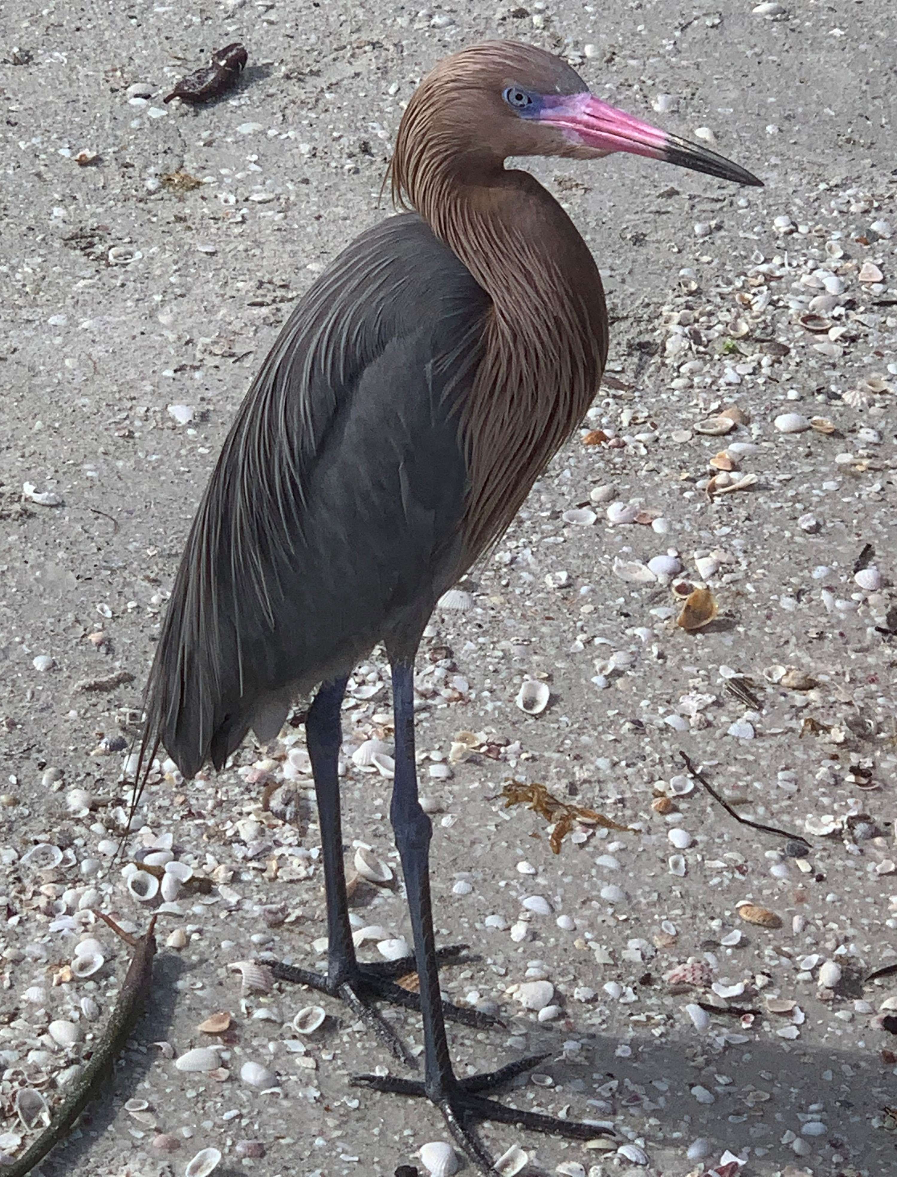 Reddish Egret